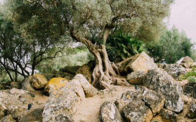 The Olivet Discourse (Part 1)