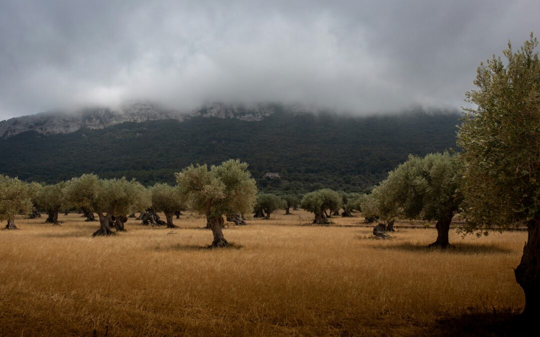 Olivet Discourse (Part 2)